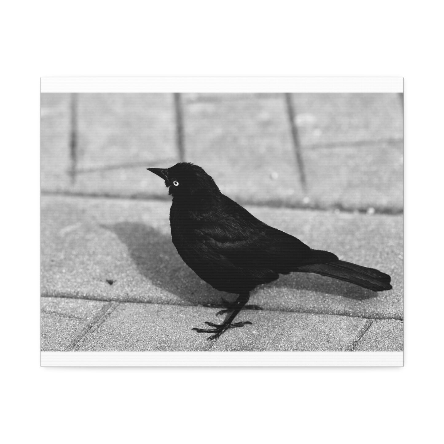Blackbird Photo Canvas Stretched 1.5'' | Monochrome Bird Wall Art