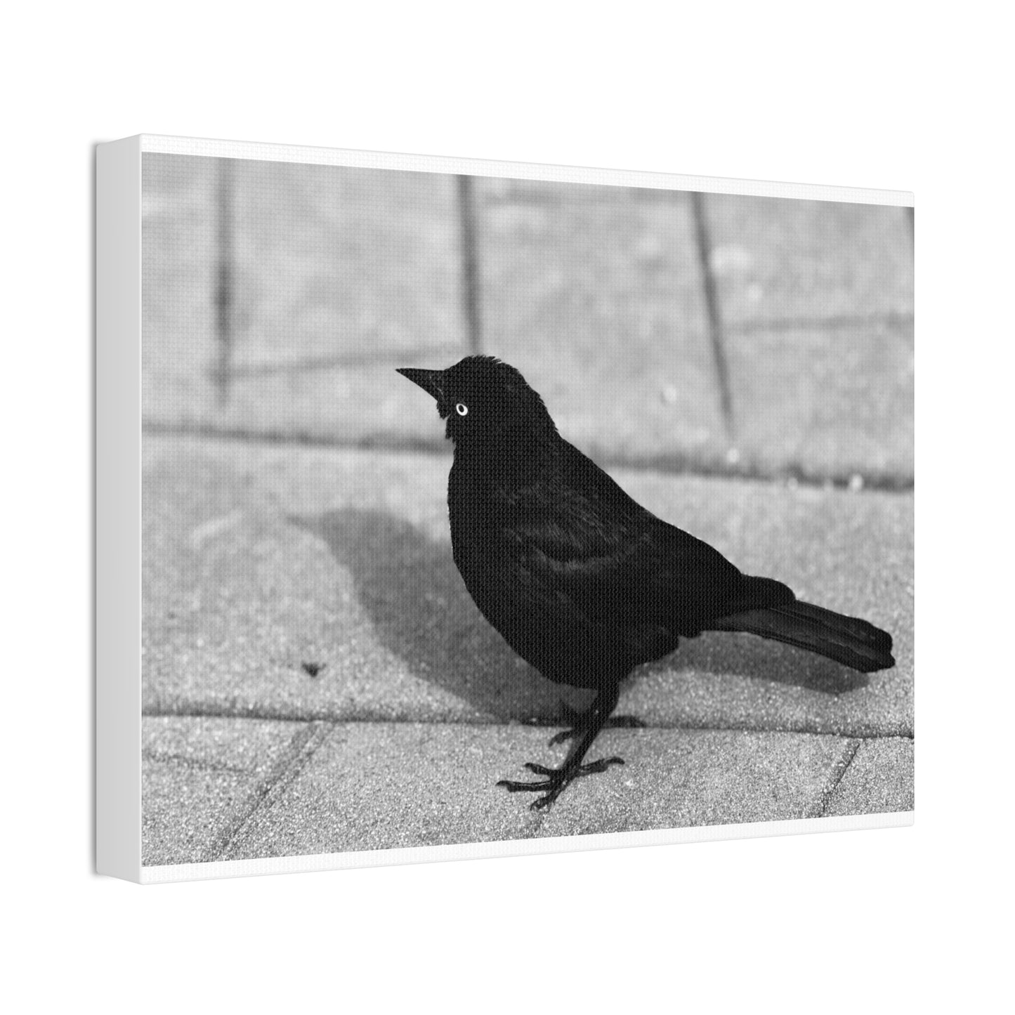 Blackbird Photo Canvas Stretched 1.5'' | Monochrome Bird Wall Art
