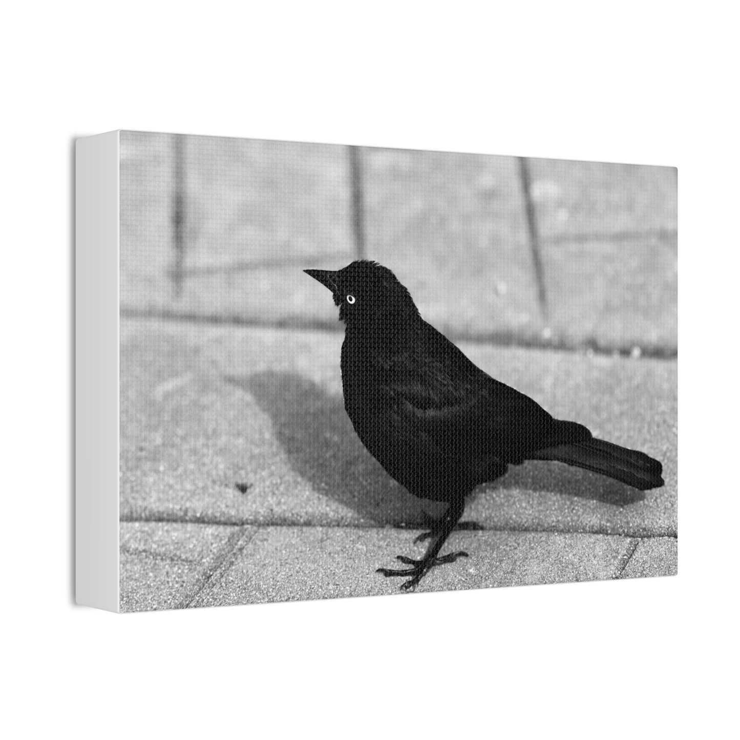 Blackbird Photo Canvas Stretched 1.5'' | Monochrome Bird Wall Art