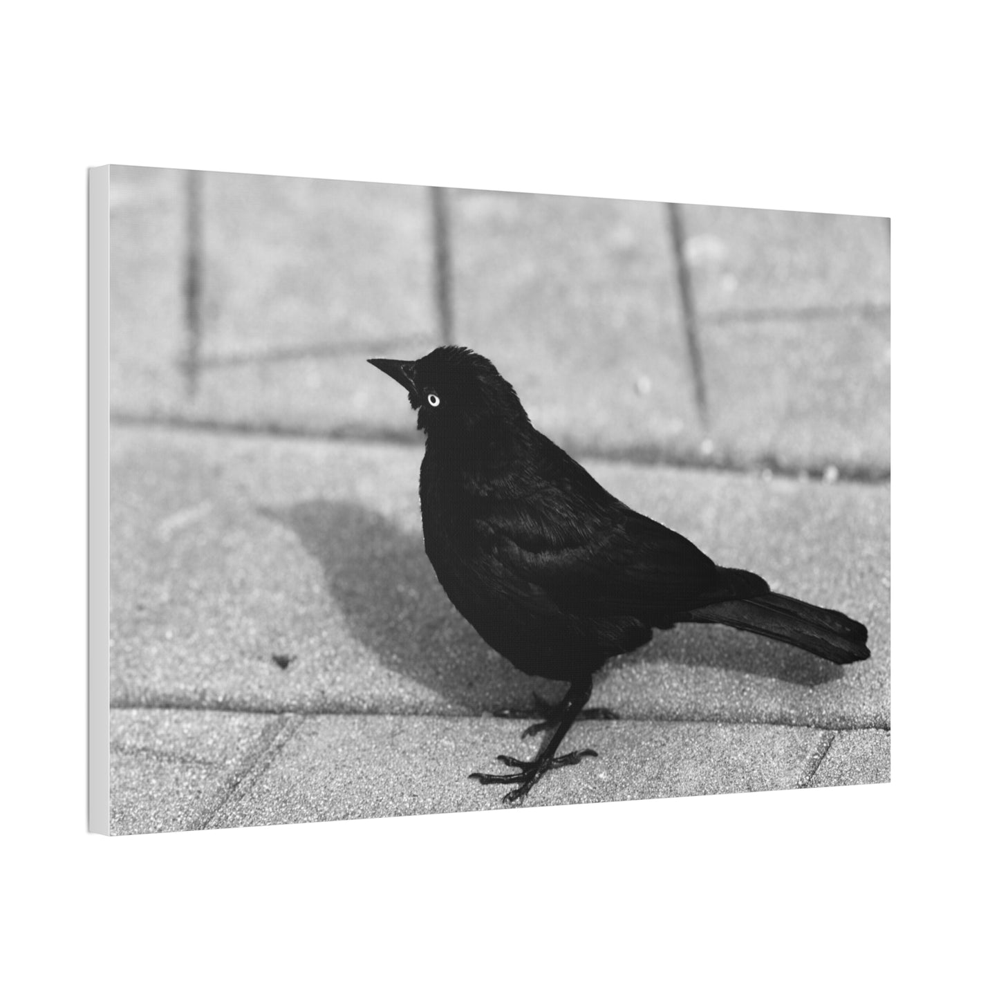 Blackbird Photo Canvas Stretched 1.5'' | Monochrome Bird Wall Art