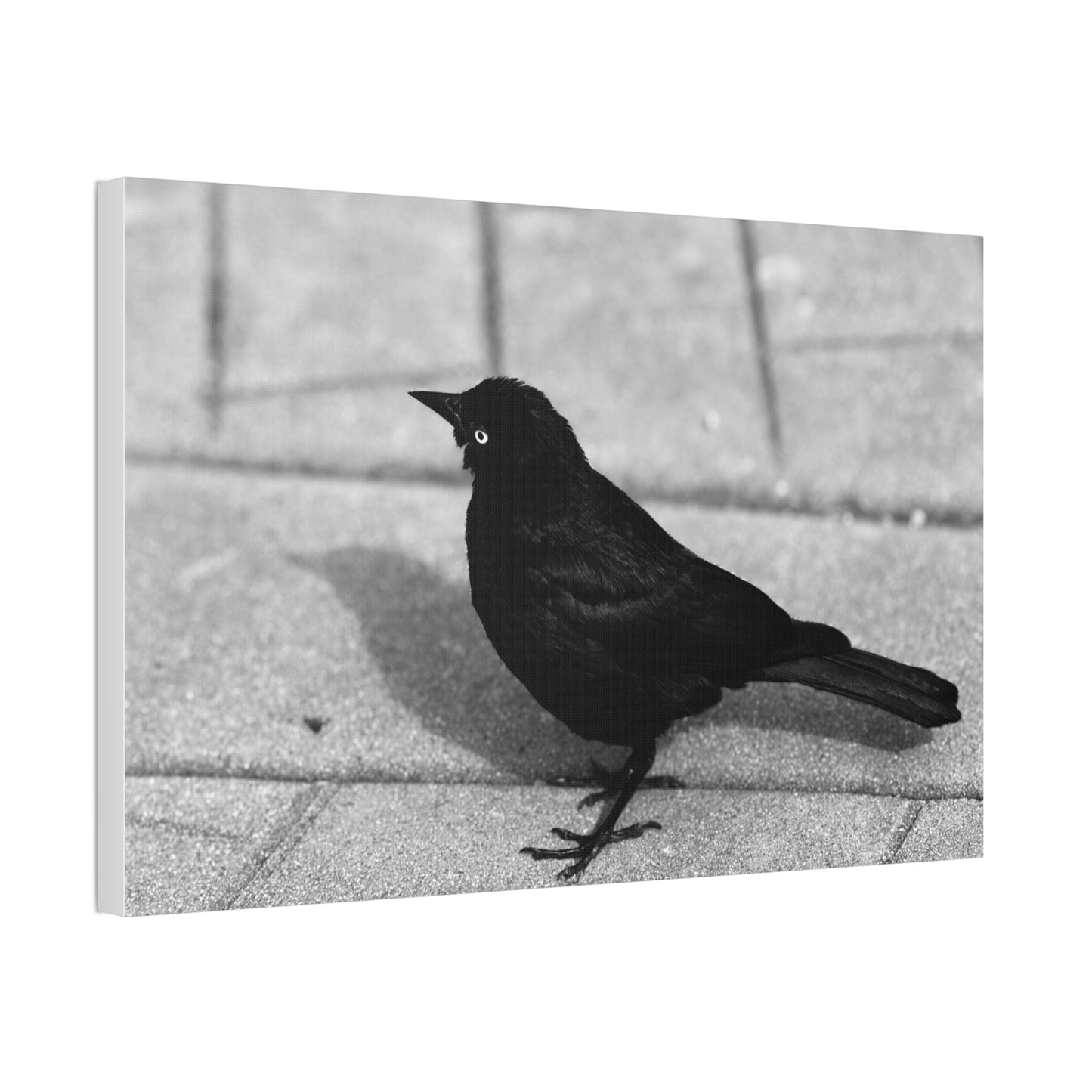 Blackbird Photo Canvas Stretched 1.5'' | Monochrome Bird Wall Art