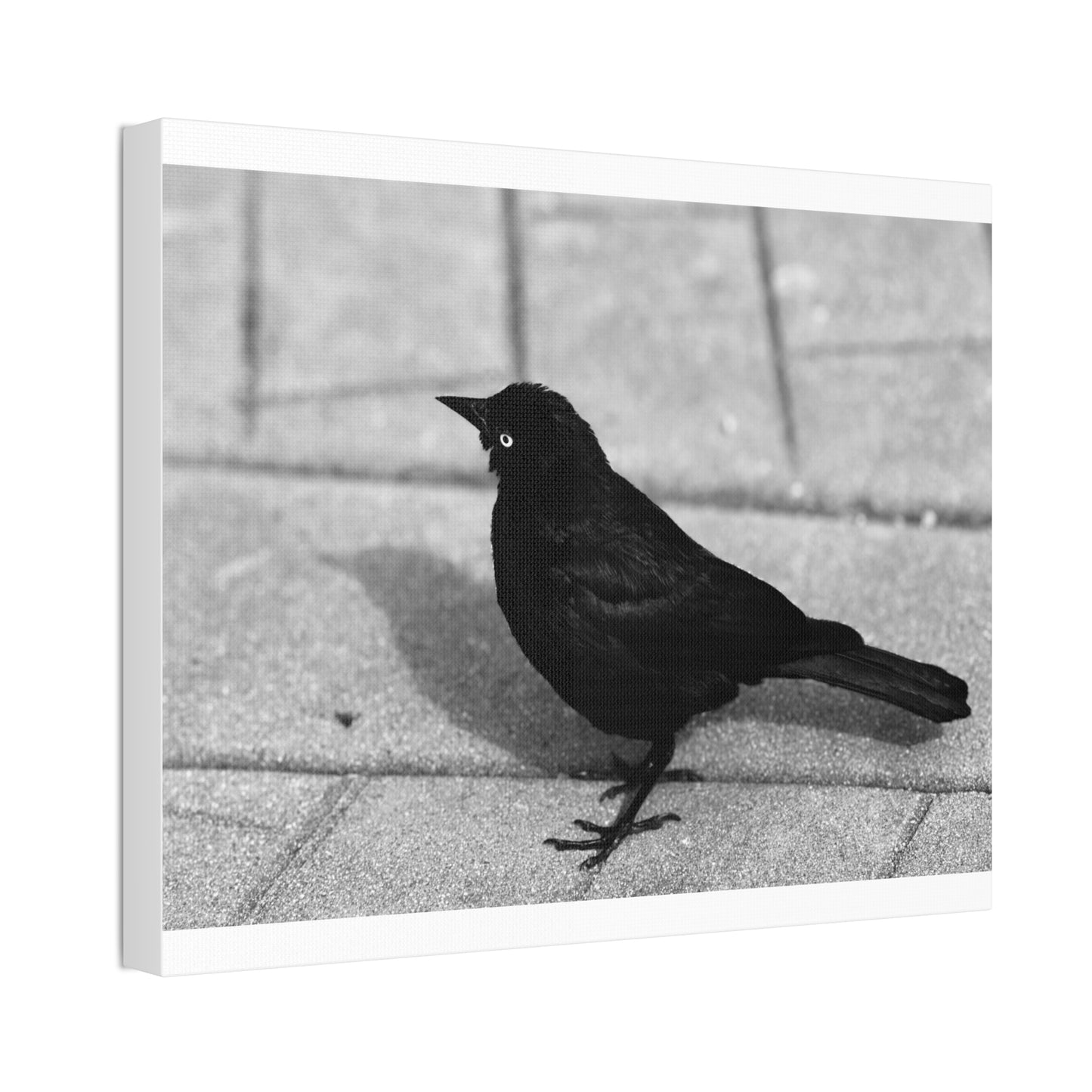 Blackbird Photo Canvas Stretched 1.5'' | Monochrome Bird Wall Art