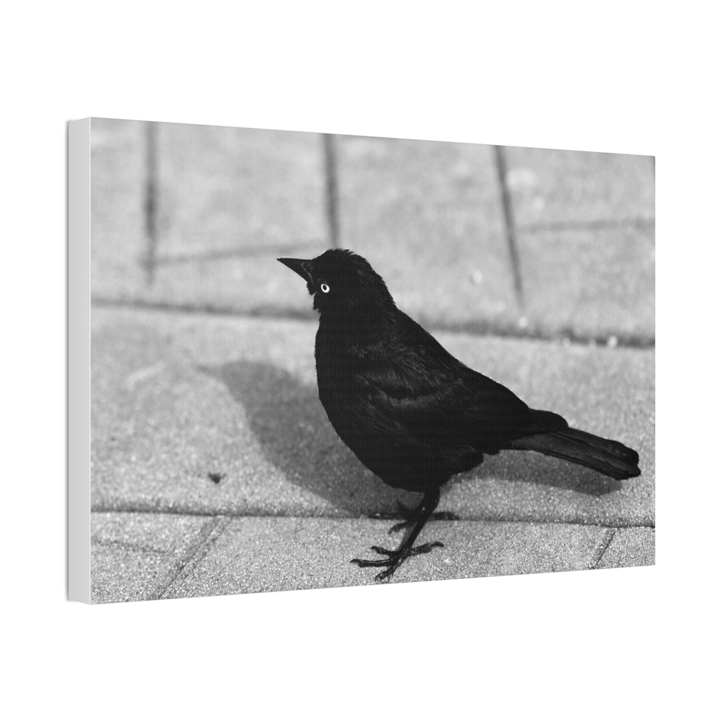 Blackbird Photo Canvas Stretched 1.5'' | Monochrome Bird Wall Art
