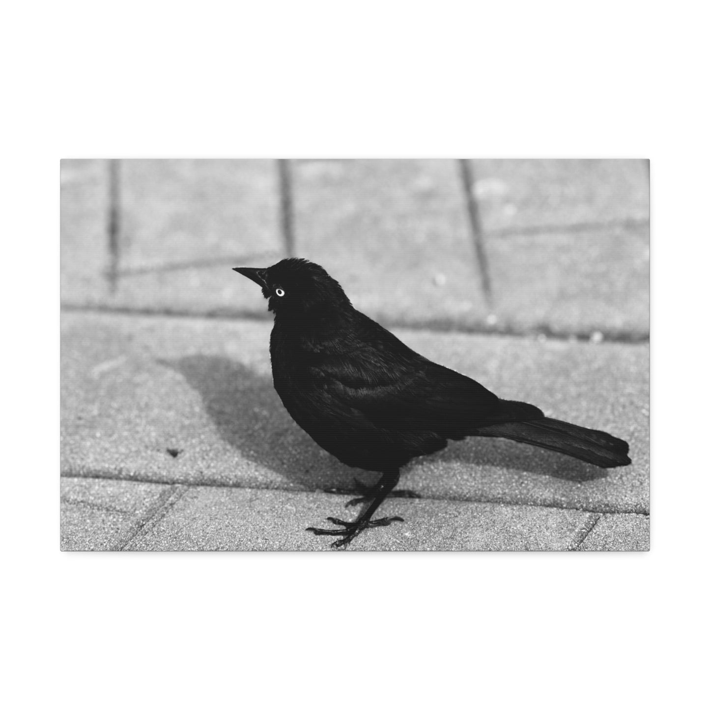 Blackbird Photo Canvas Stretched 1.5'' | Monochrome Bird Wall Art